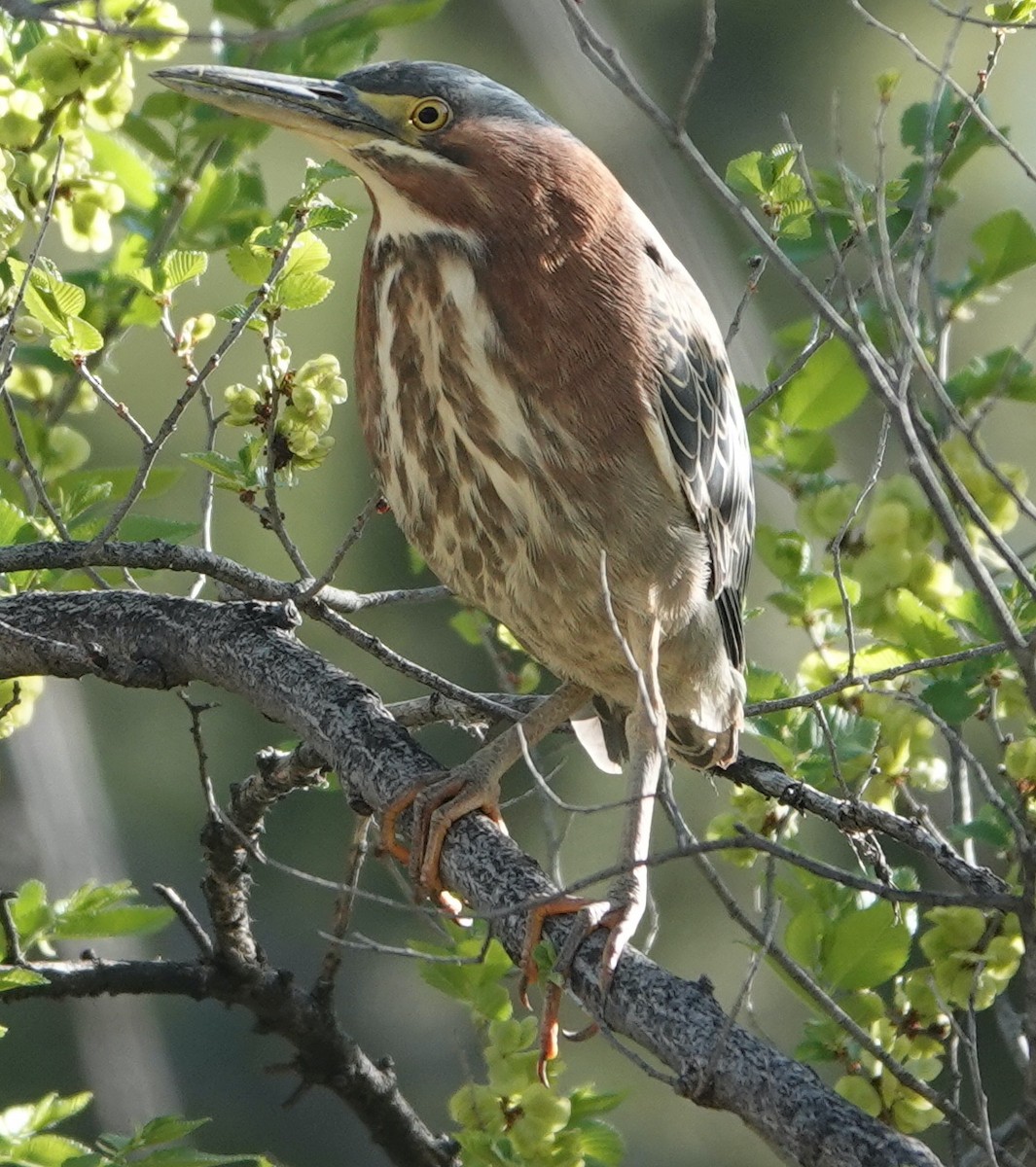 Green Heron - ML559879301