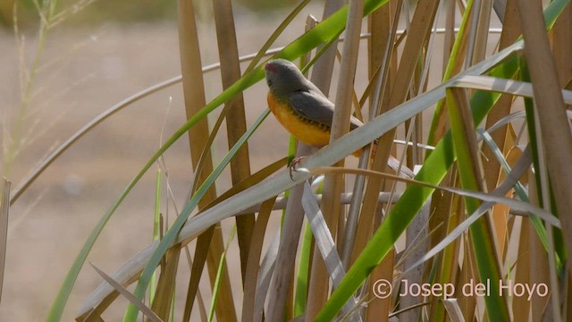 Zebra Waxbill - ML559880671