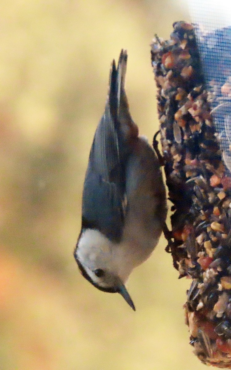 White-breasted Nuthatch - ML559881601
