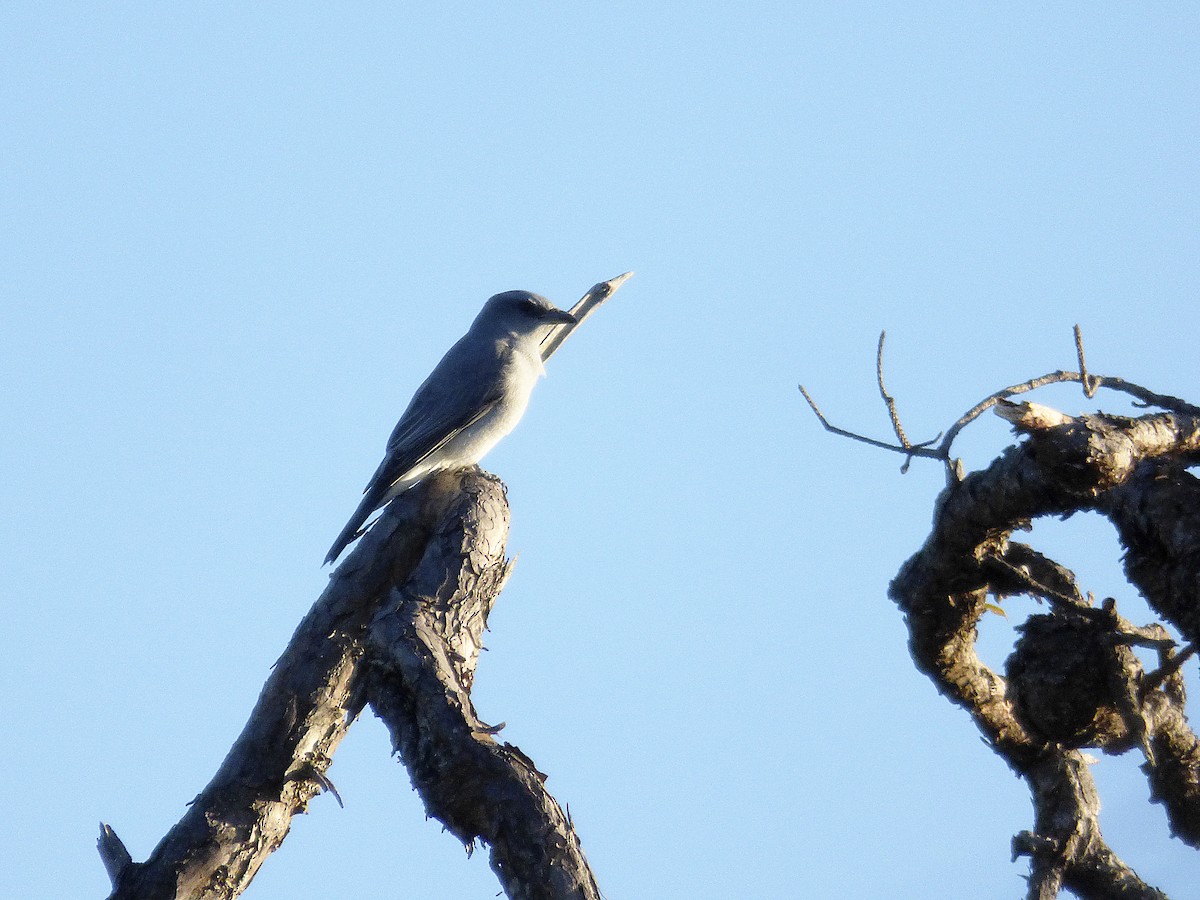 Large Cuckooshrike - ML559881961