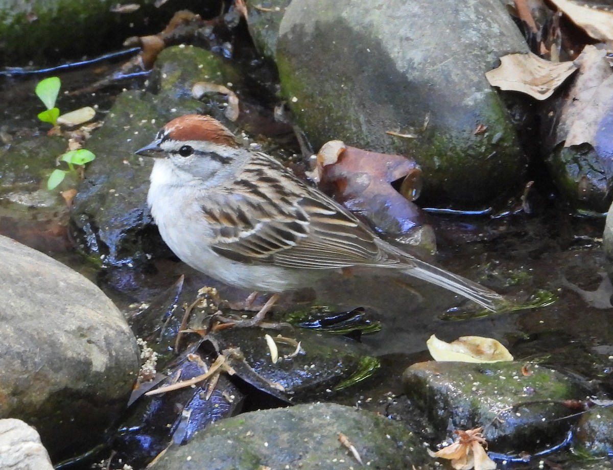 Chipping Sparrow - ML559882161