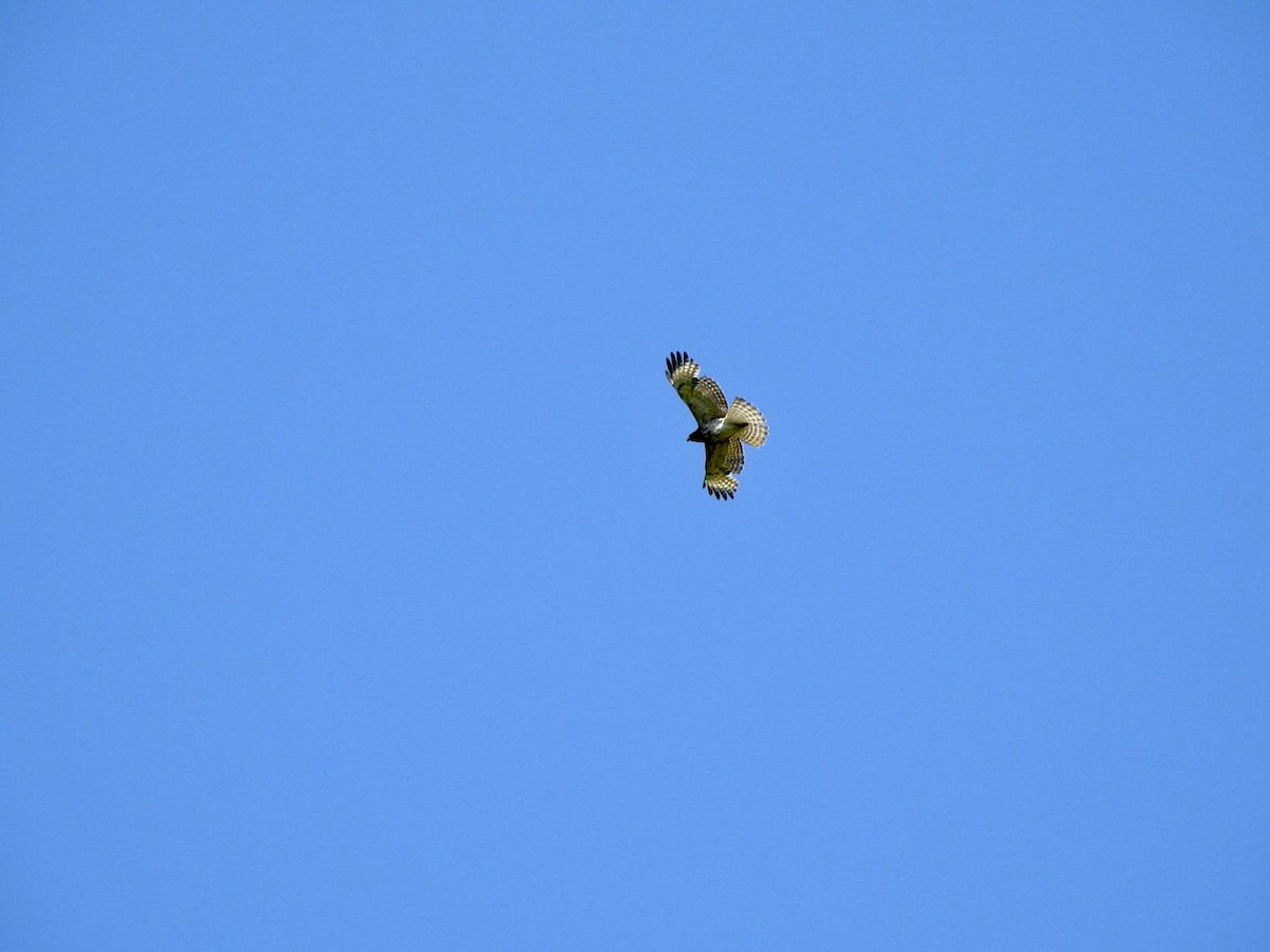 Red-tailed Hawk - ML559882751