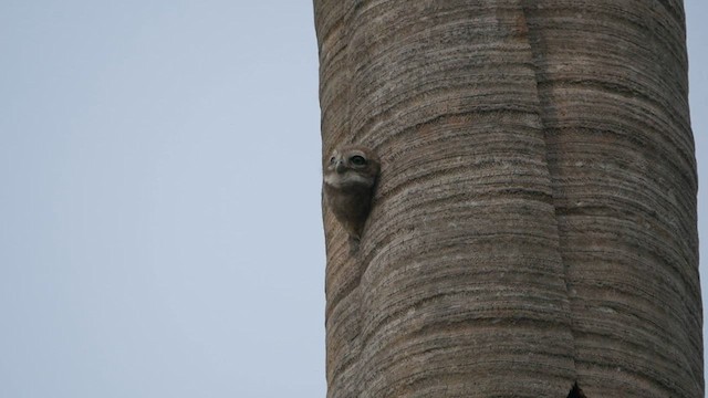 Spotted Owlet - ML559882991