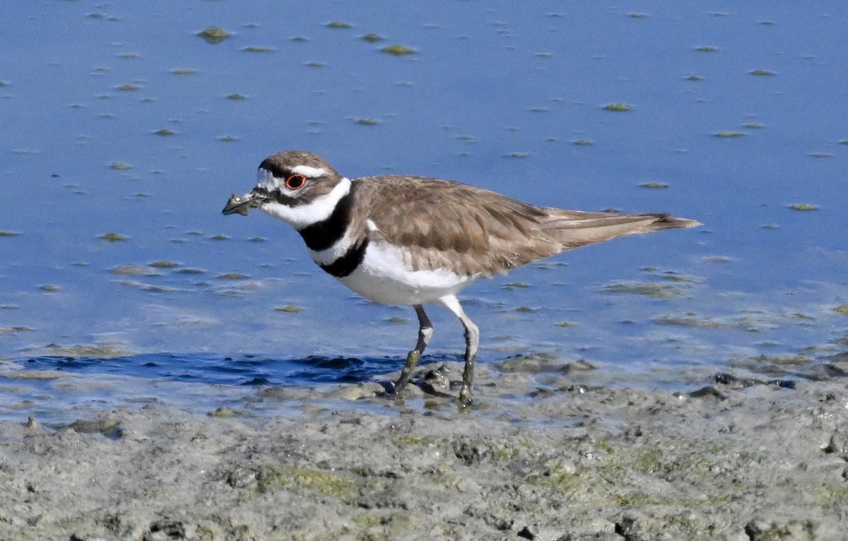 Killdeer - ML559883381