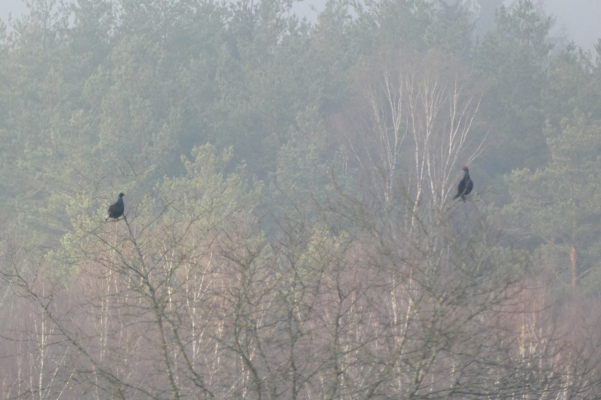 Black Grouse - ML559884151