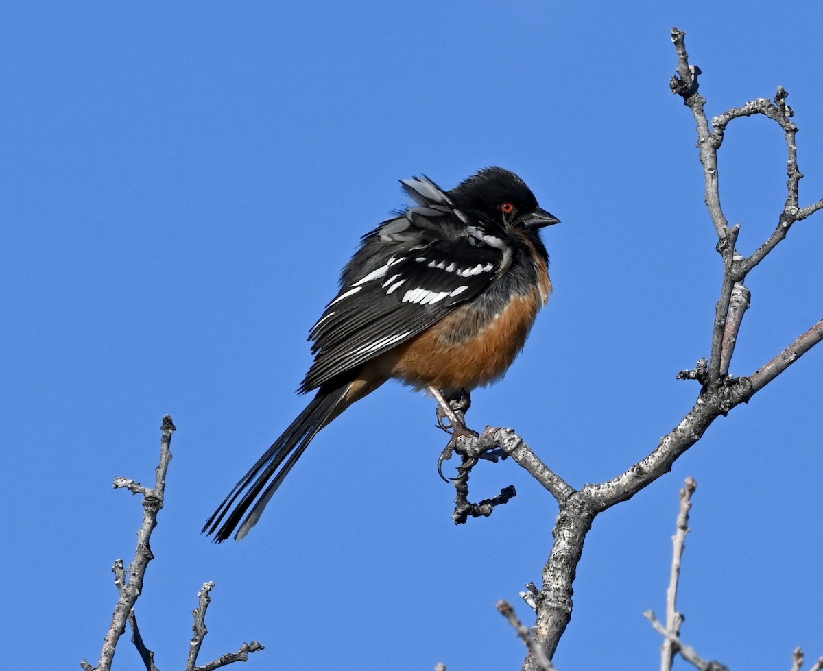 Spotted Towhee - ML559884241