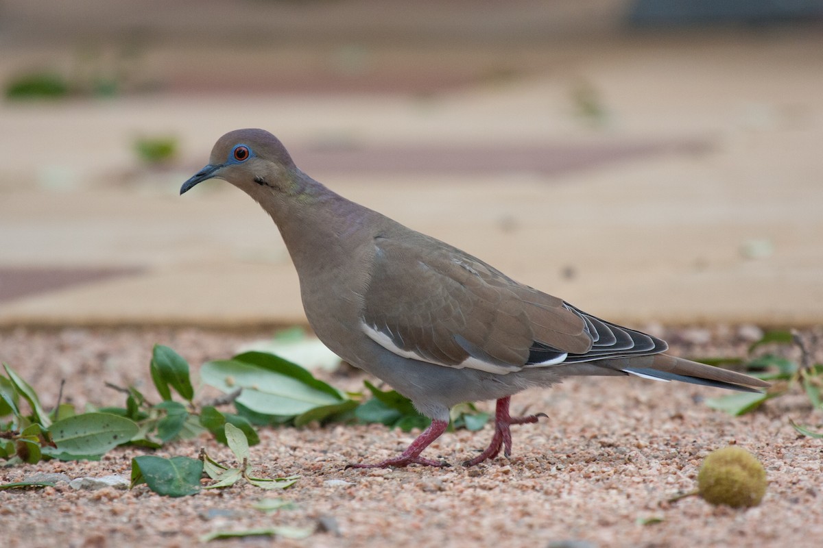 White-winged Dove - Tommy Pedersen