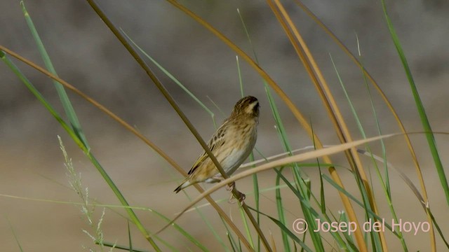 Yellow-crowned Bishop - ML559885211