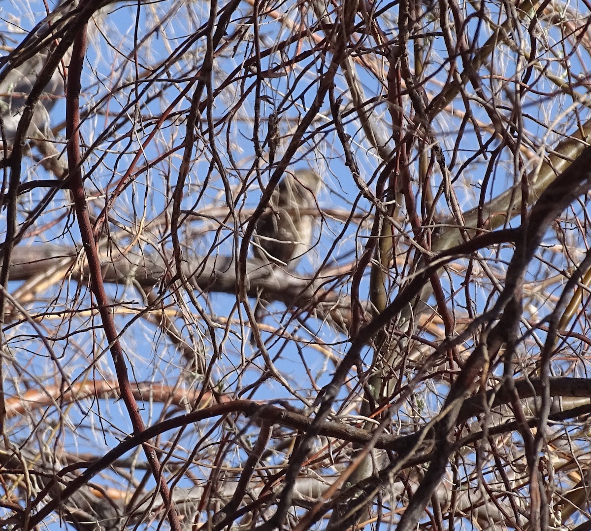 Cooper's Hawk - ML559885451