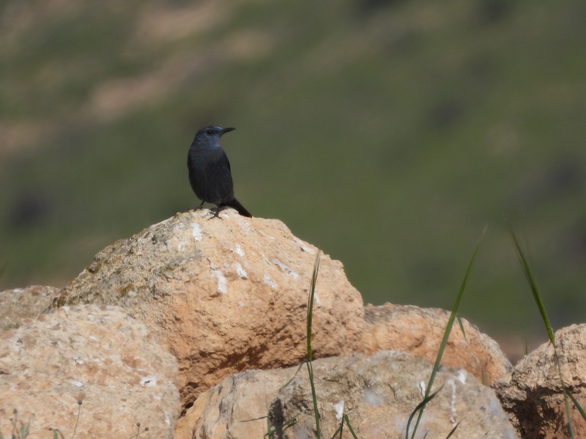 Blue Rock-Thrush - ML559886691