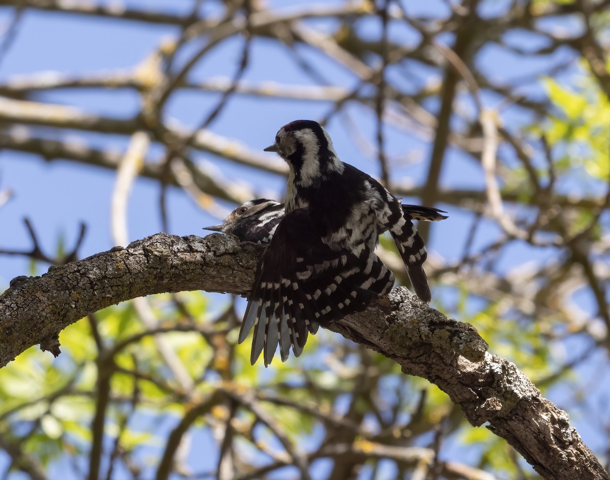 Lesser Spotted Woodpecker - ML559887351