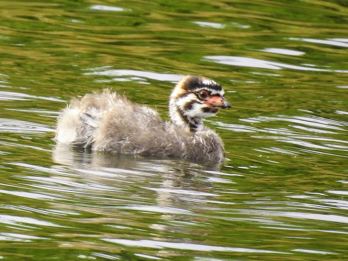 Pied-billed Grebe - Robert Neill