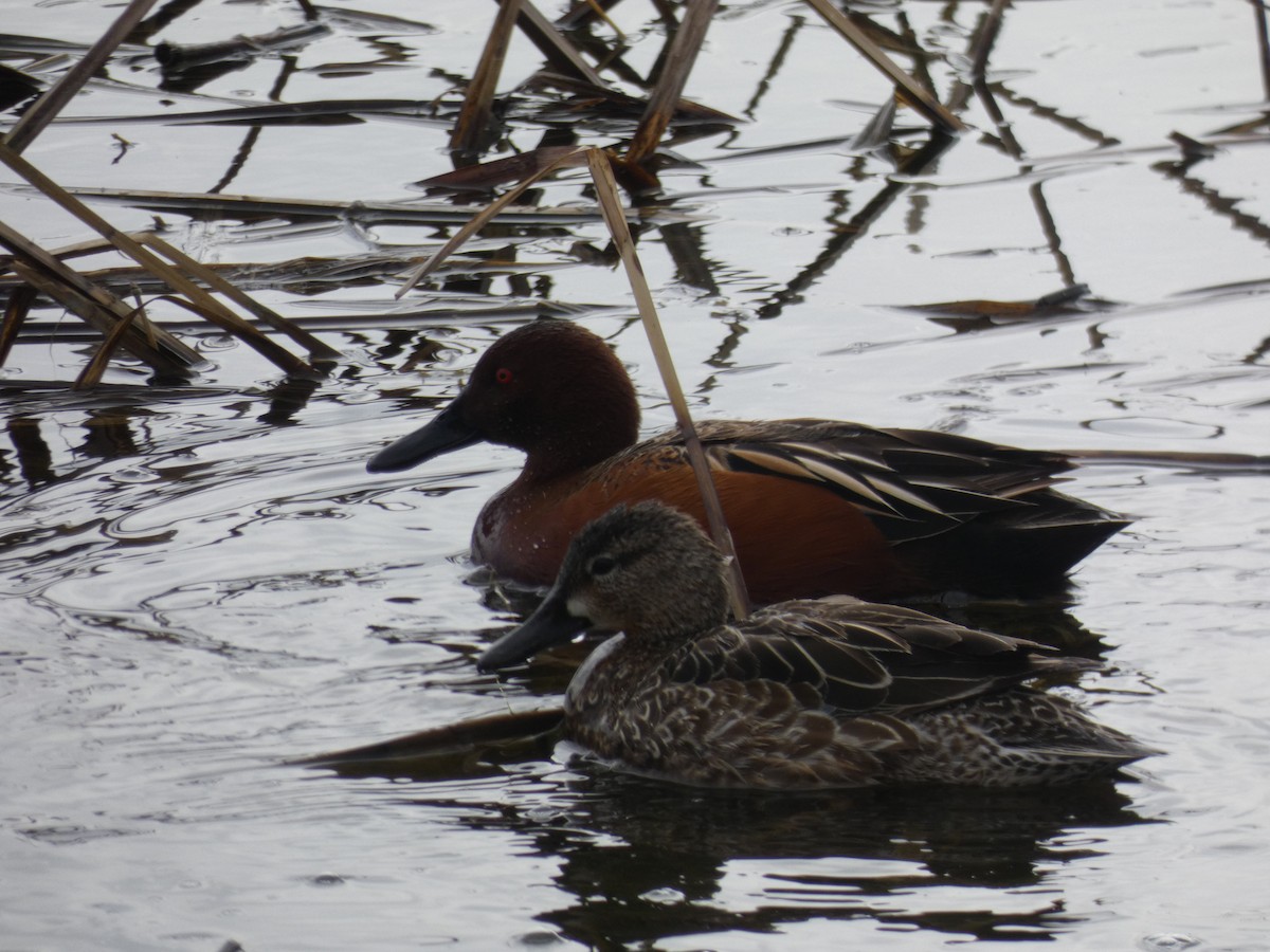 Cinnamon Teal - ML559888351