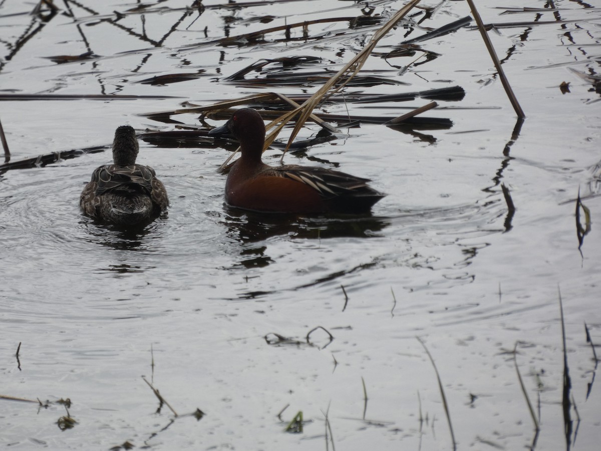 Cinnamon Teal - ML559888471