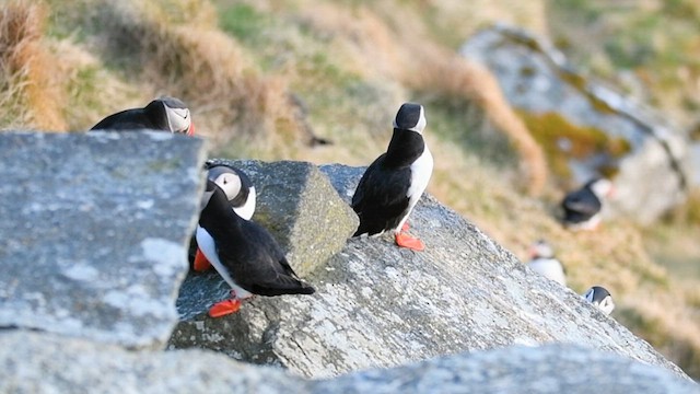 Atlantic Puffin - ML559891461