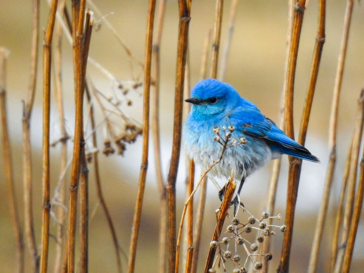 Mountain Bluebird - ML559891471