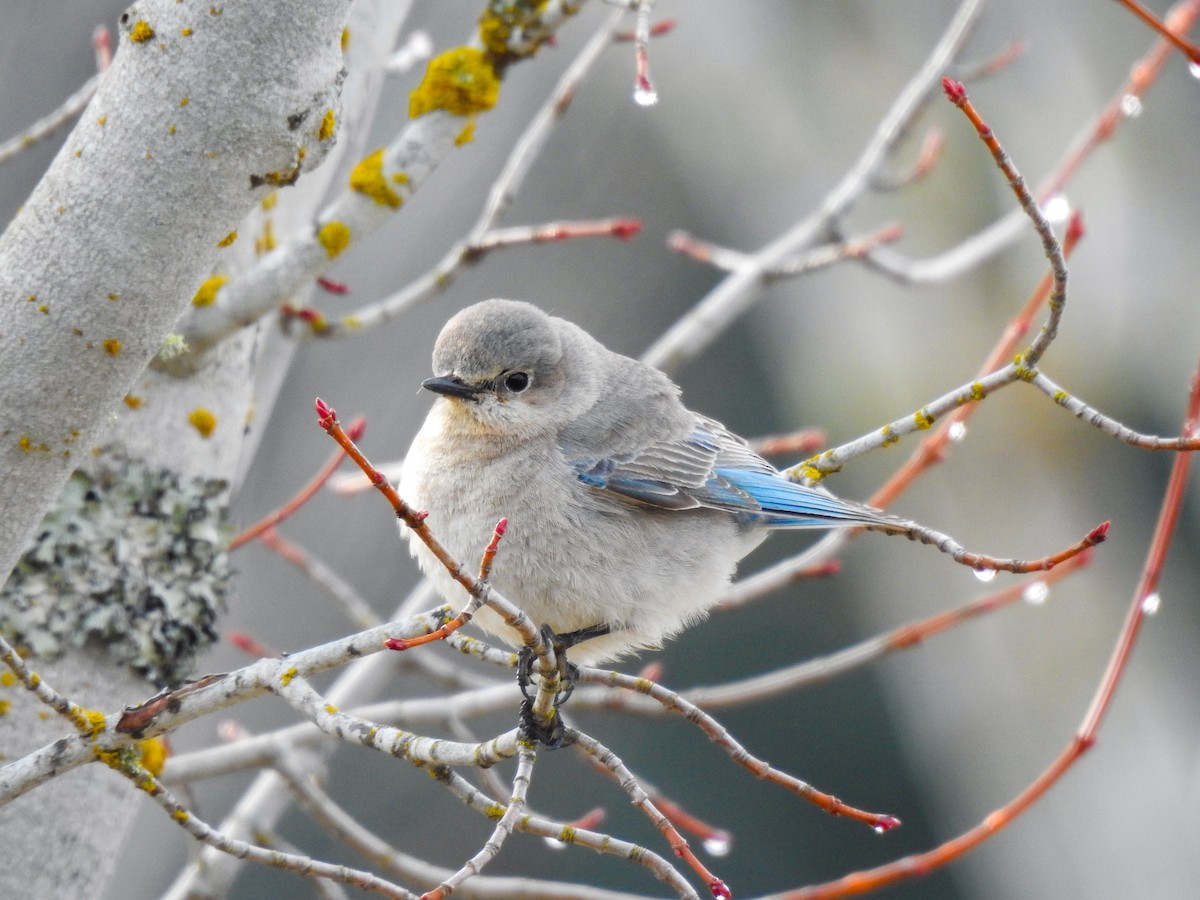 Mountain Bluebird - N  M