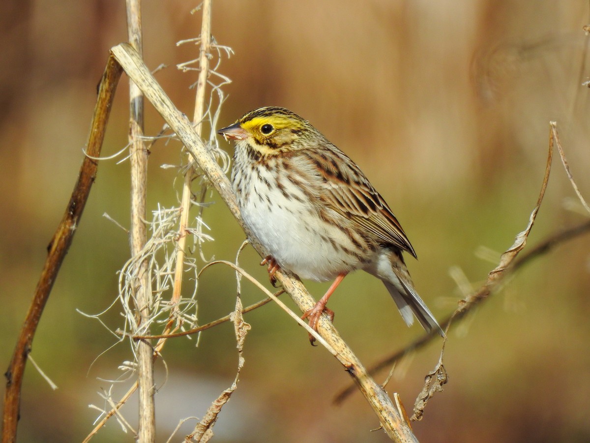 Savannah Sparrow - ML559891521