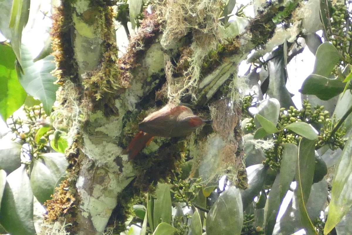 Ash-browed Spinetail - ML55989161
