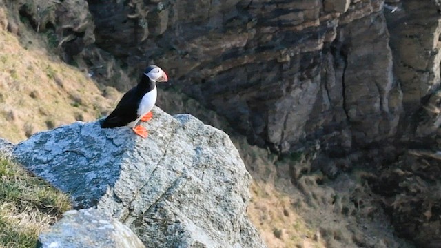 Atlantic Puffin - ML559891711