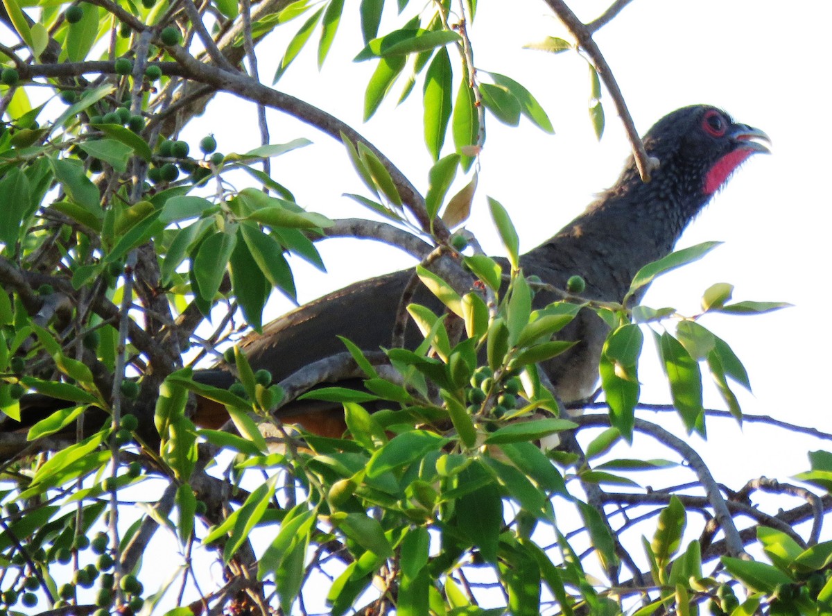 West Mexican Chachalaca - ML559892191
