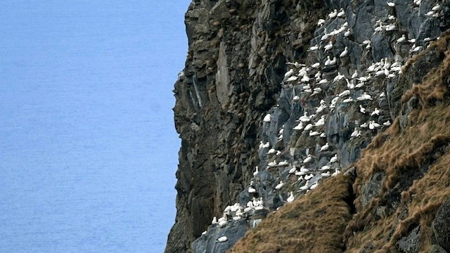 Northern Gannet - ML559892541
