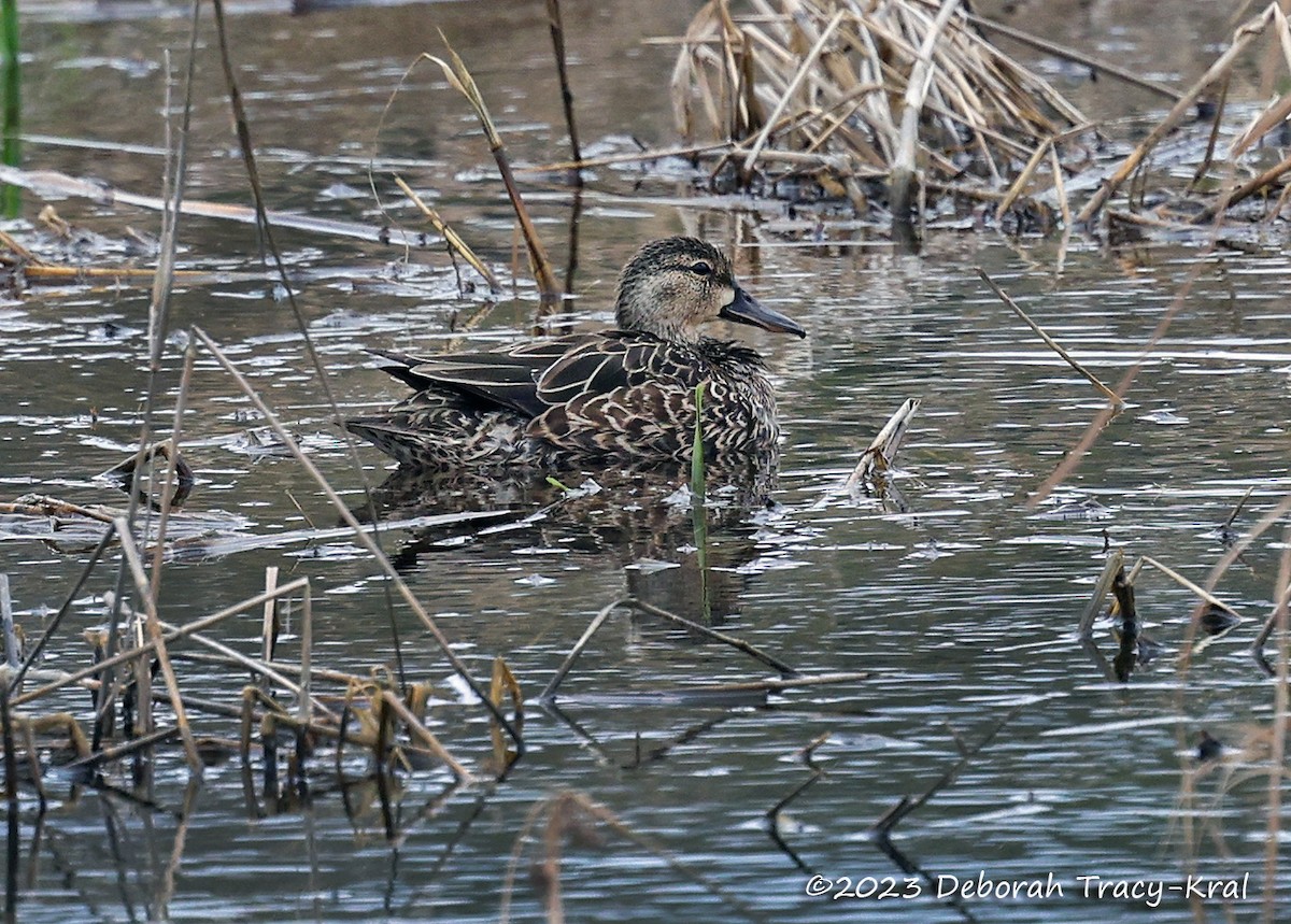 Blue-winged Teal - ML559892881