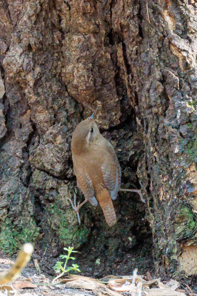 Eurasian Wren - ML559894851