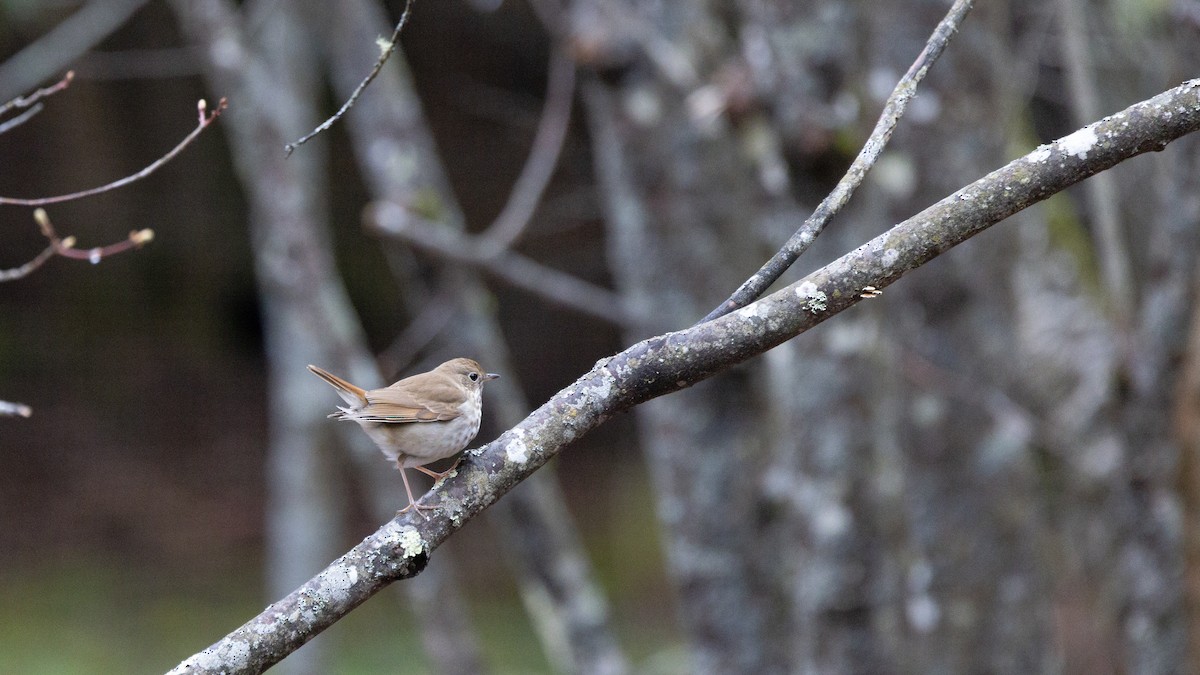 Hermit Thrush - ML559895191