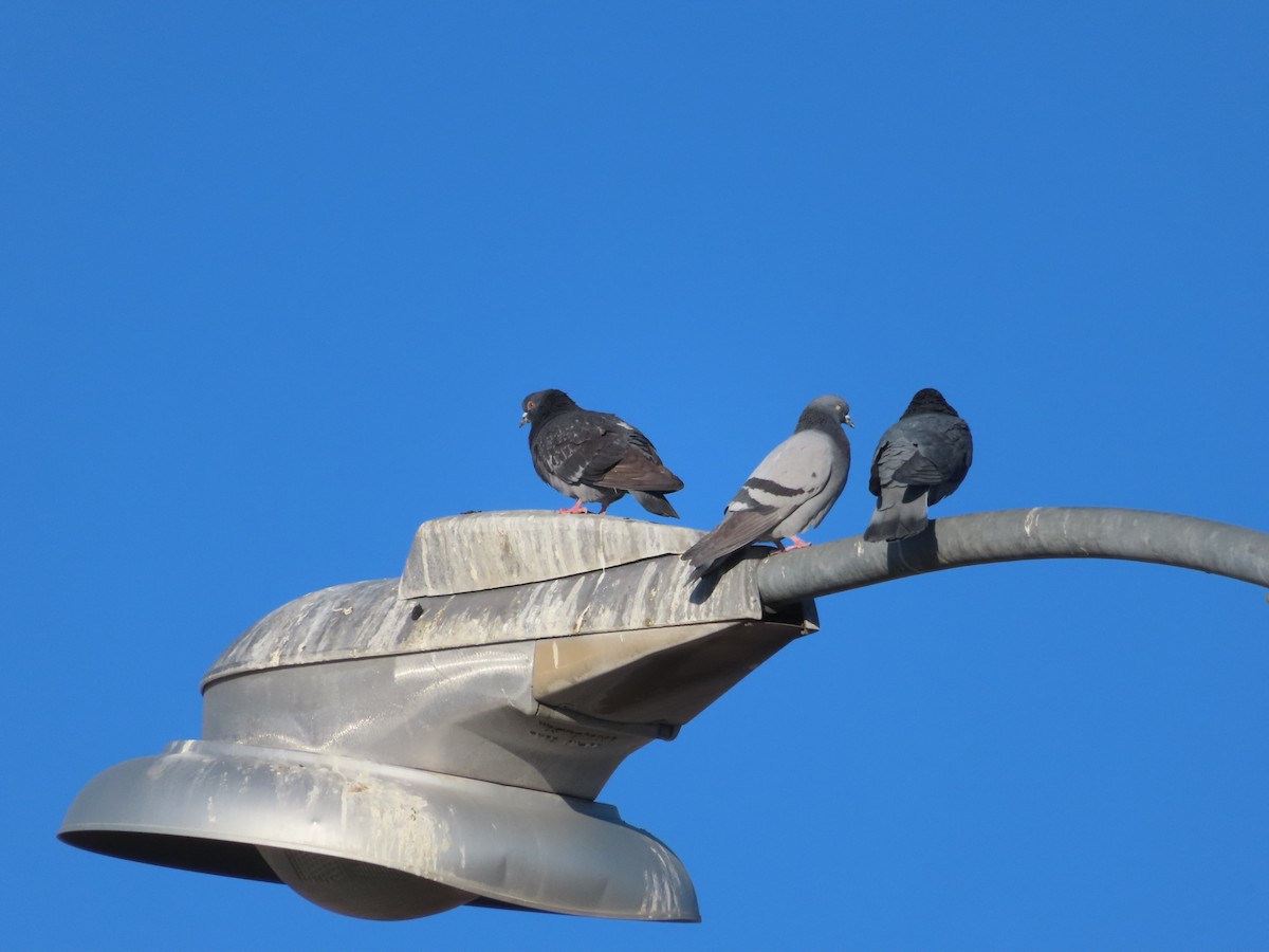 Rock Pigeon (Feral Pigeon) - ML559895271