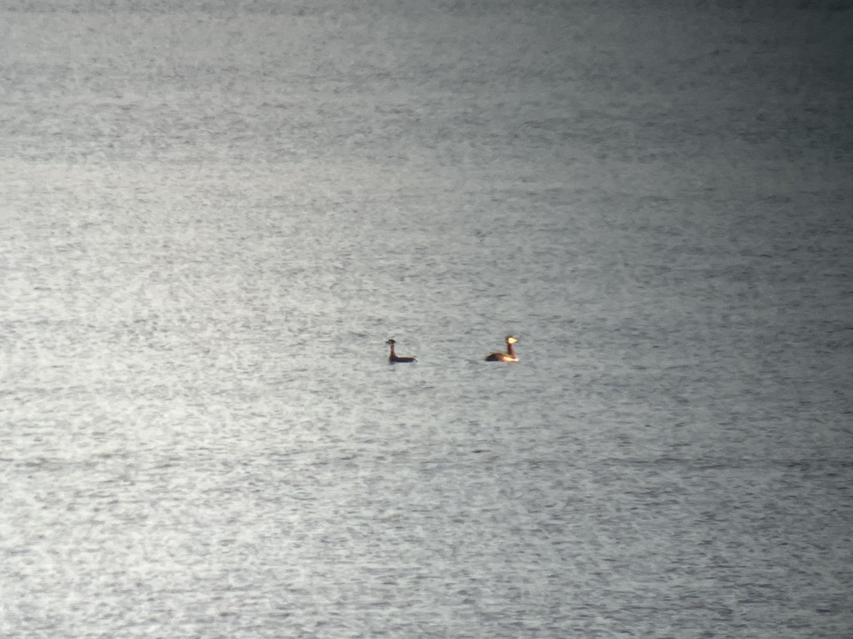 Red-necked Grebe - ML559895561