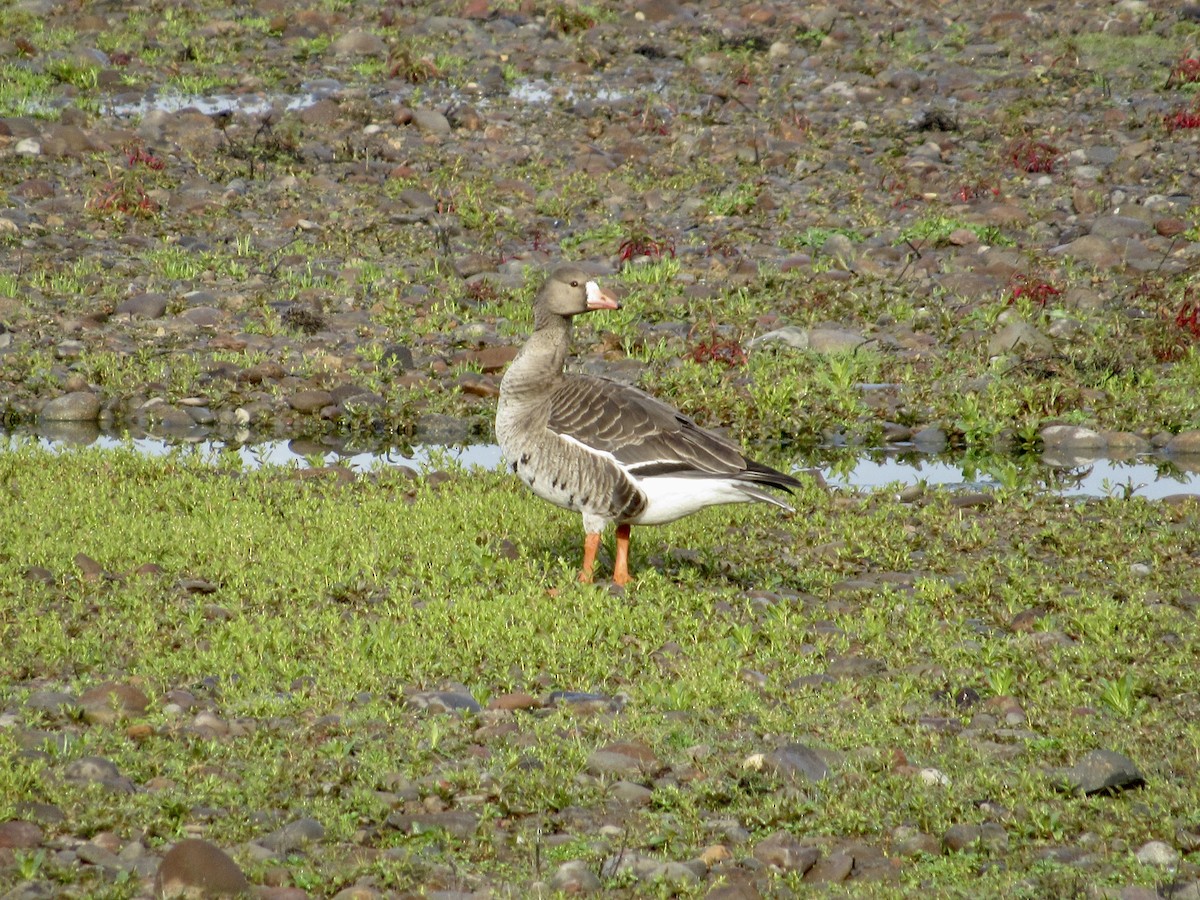 Greater White-fronted Goose - ML559895841