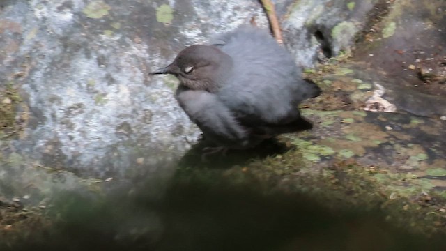 American Dipper - ML559896551