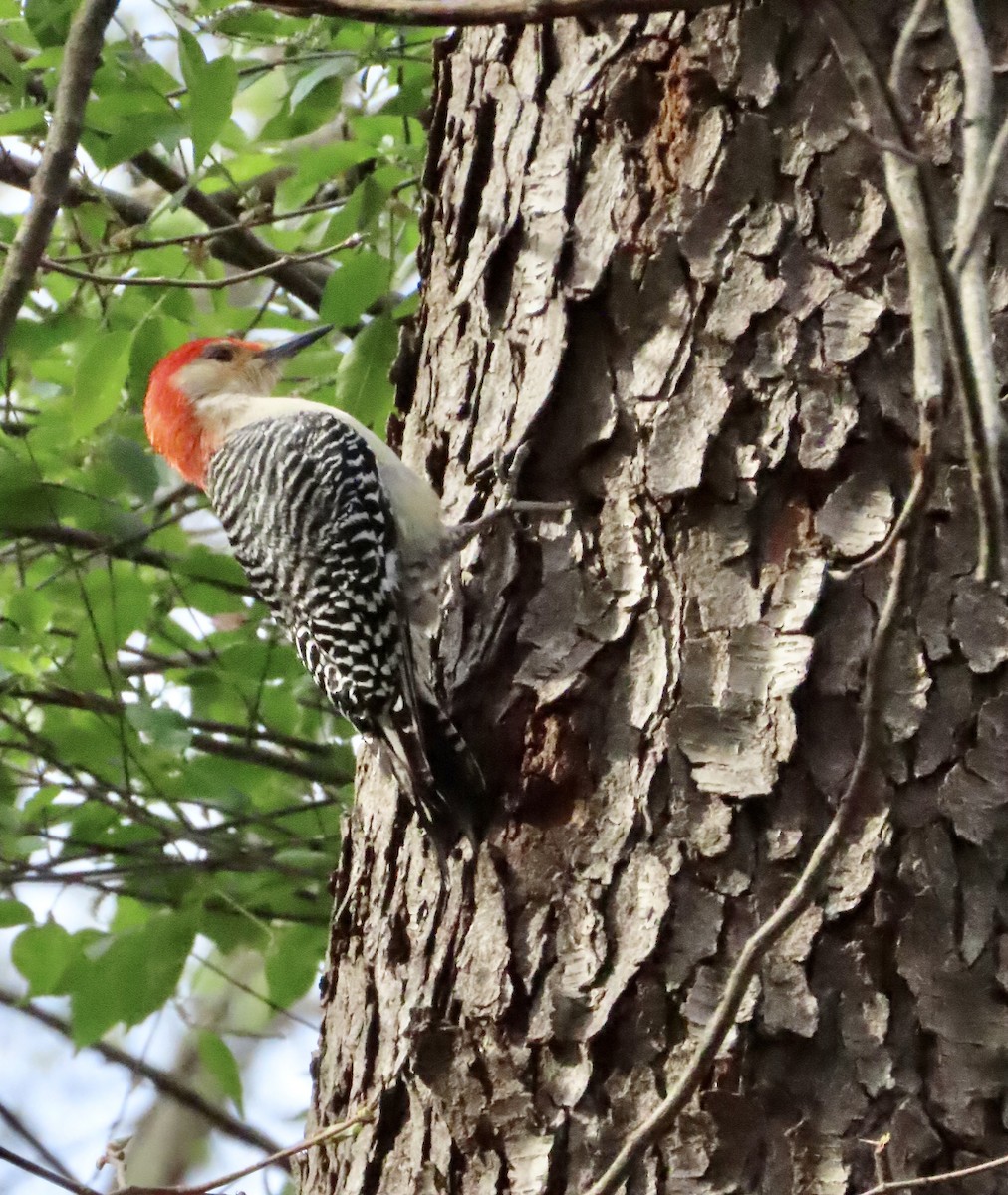 Red-bellied Woodpecker - ML559897281