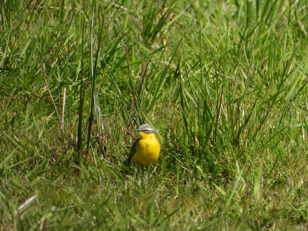 Western Yellow Wagtail (flava) - ML559899131