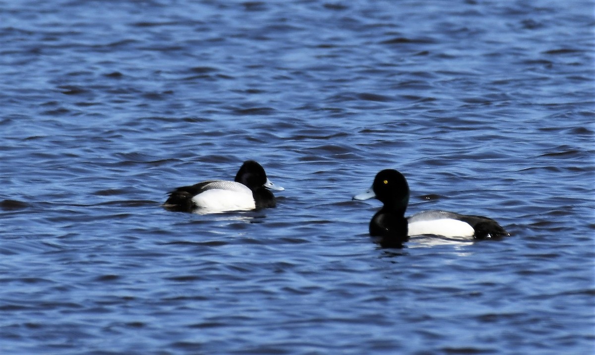 Greater Scaup - ML559899621