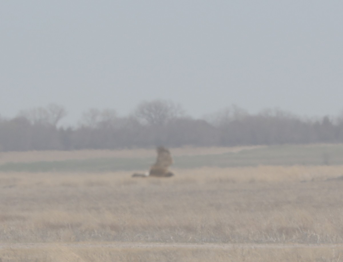 Northern Harrier - ML559899651