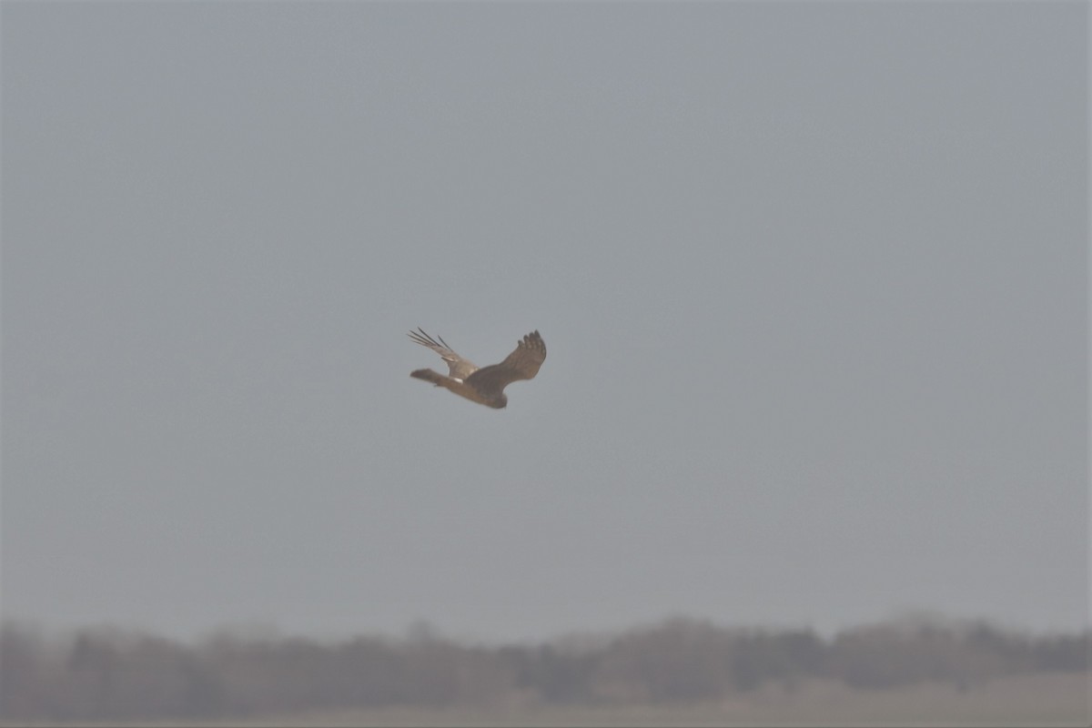 Northern Harrier - ML559899661