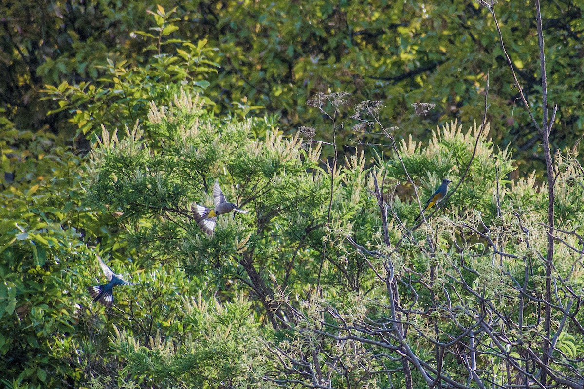 Gray Silky-flycatcher - ML559899731