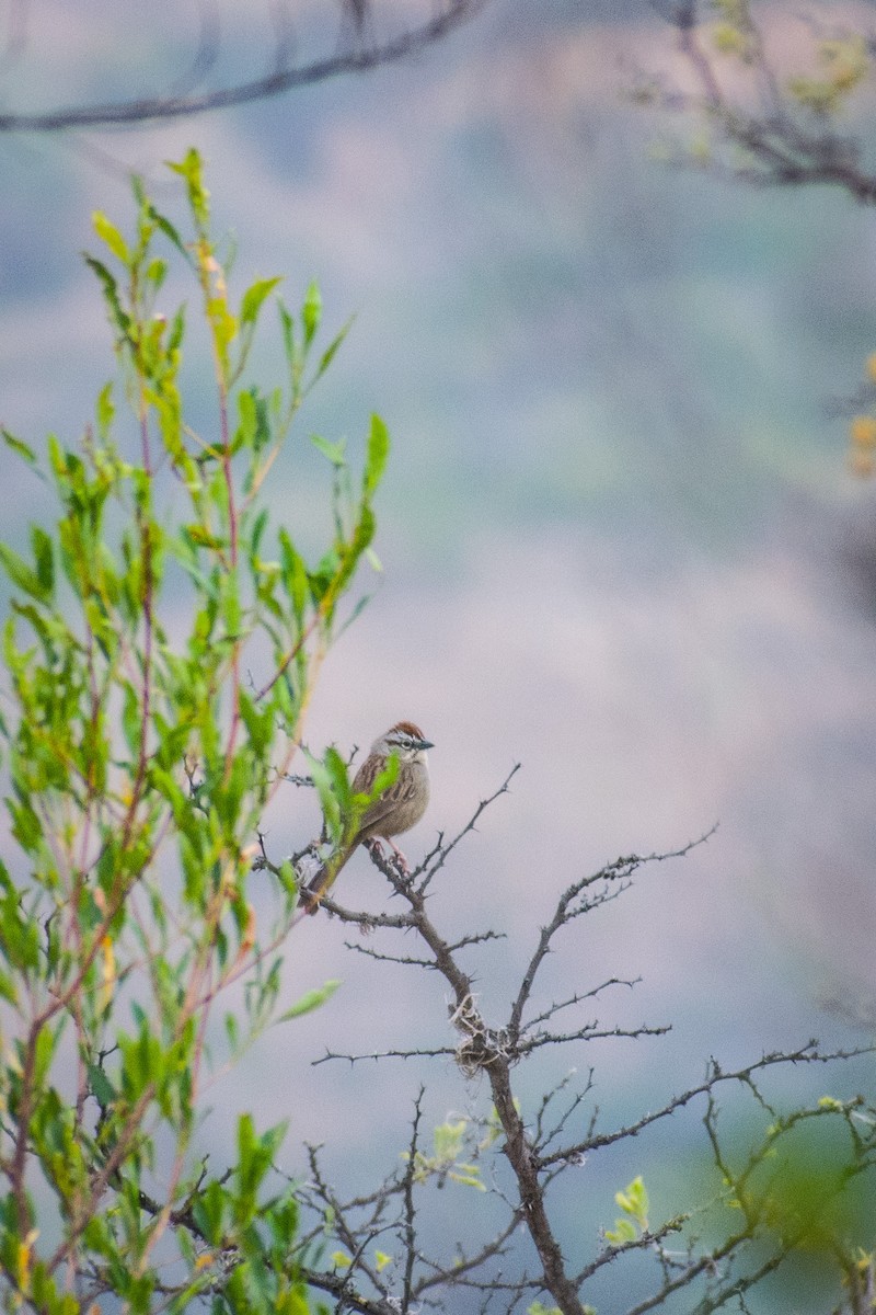 Oaxaca Sparrow - ML559899801