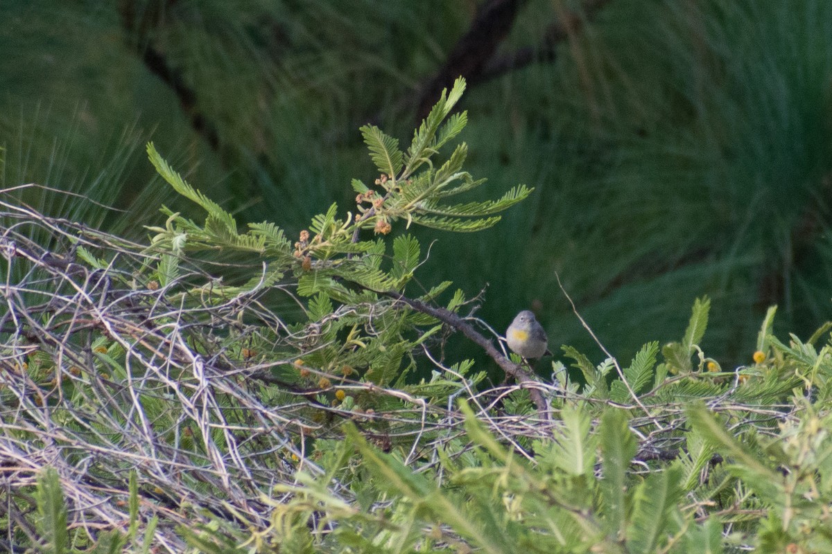 Virginia's Warbler - ML559900291