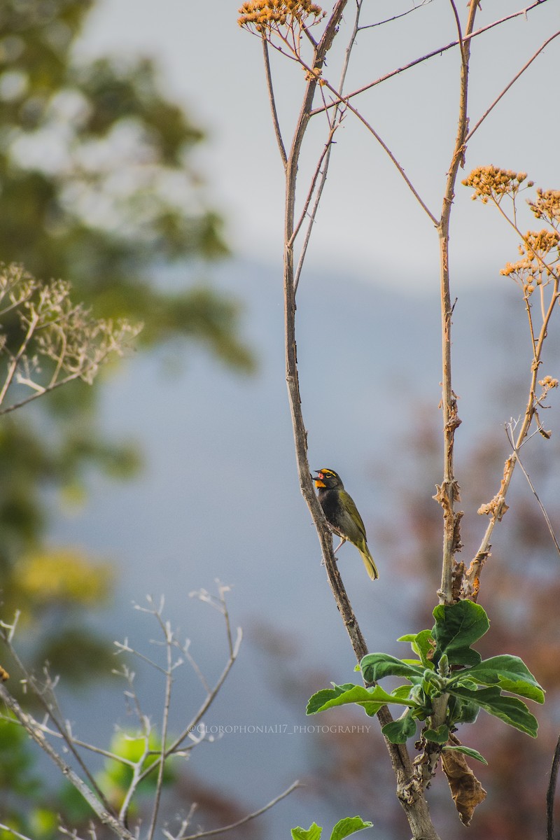 Yellow-faced Grassquit - ML559900431