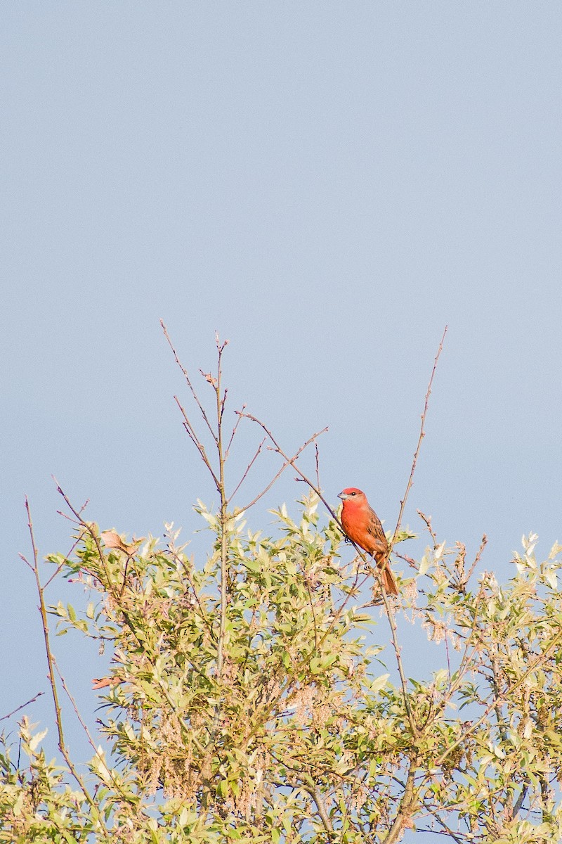 Hepatic Tanager - Ángel Mata