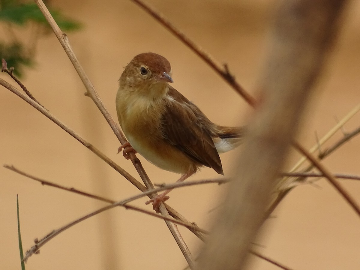 Foxy Cisticola - ML559900671