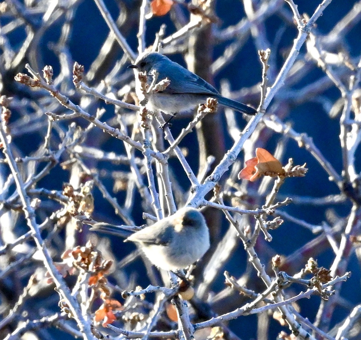 Bushtit - Joseph Tobias