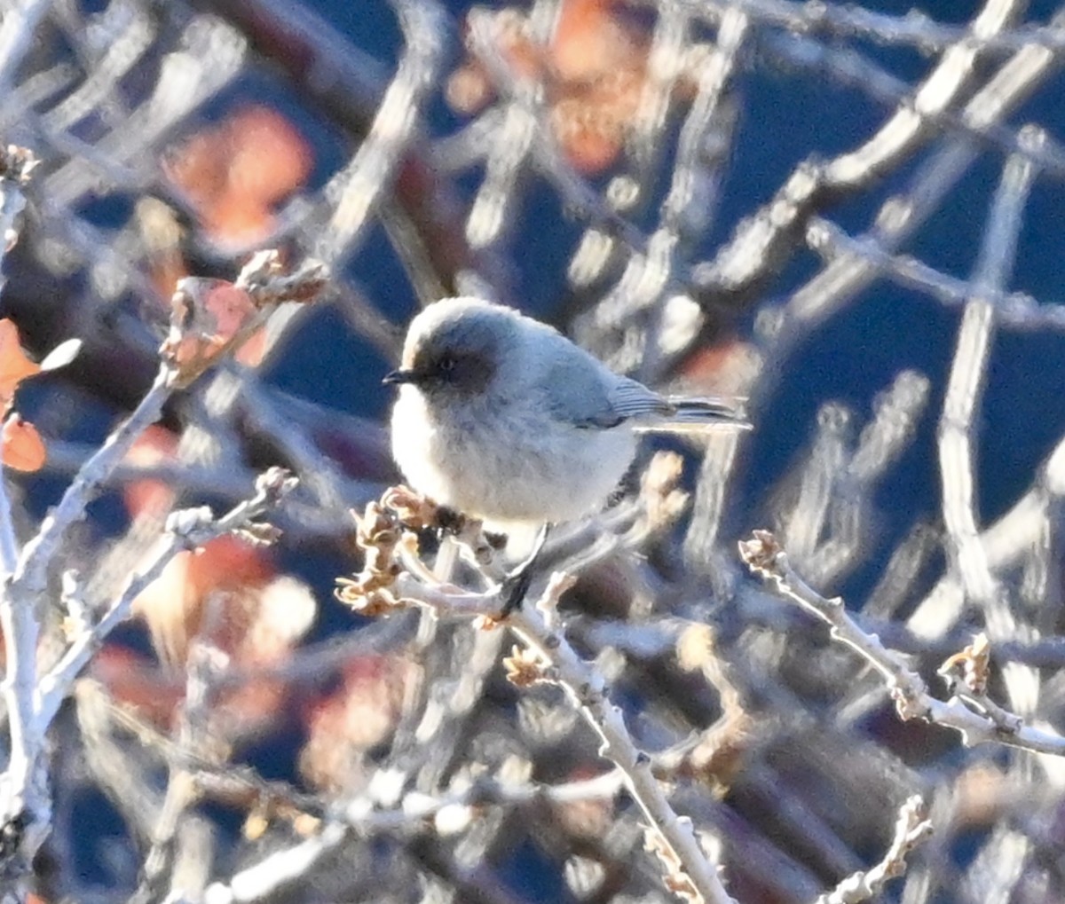 Bushtit - Joseph Tobias