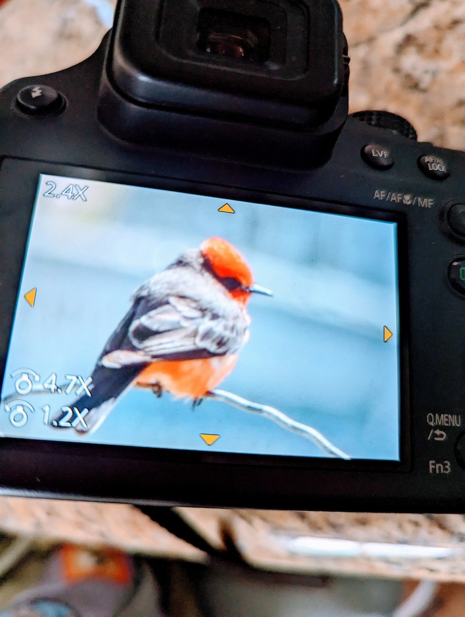 Vermilion Flycatcher - ML559902651