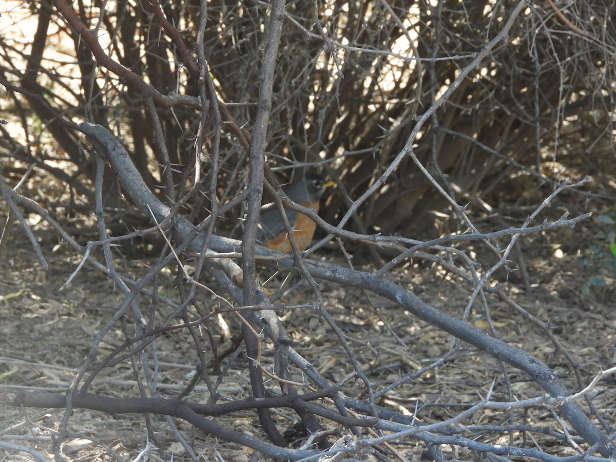 American Robin - ML559903821