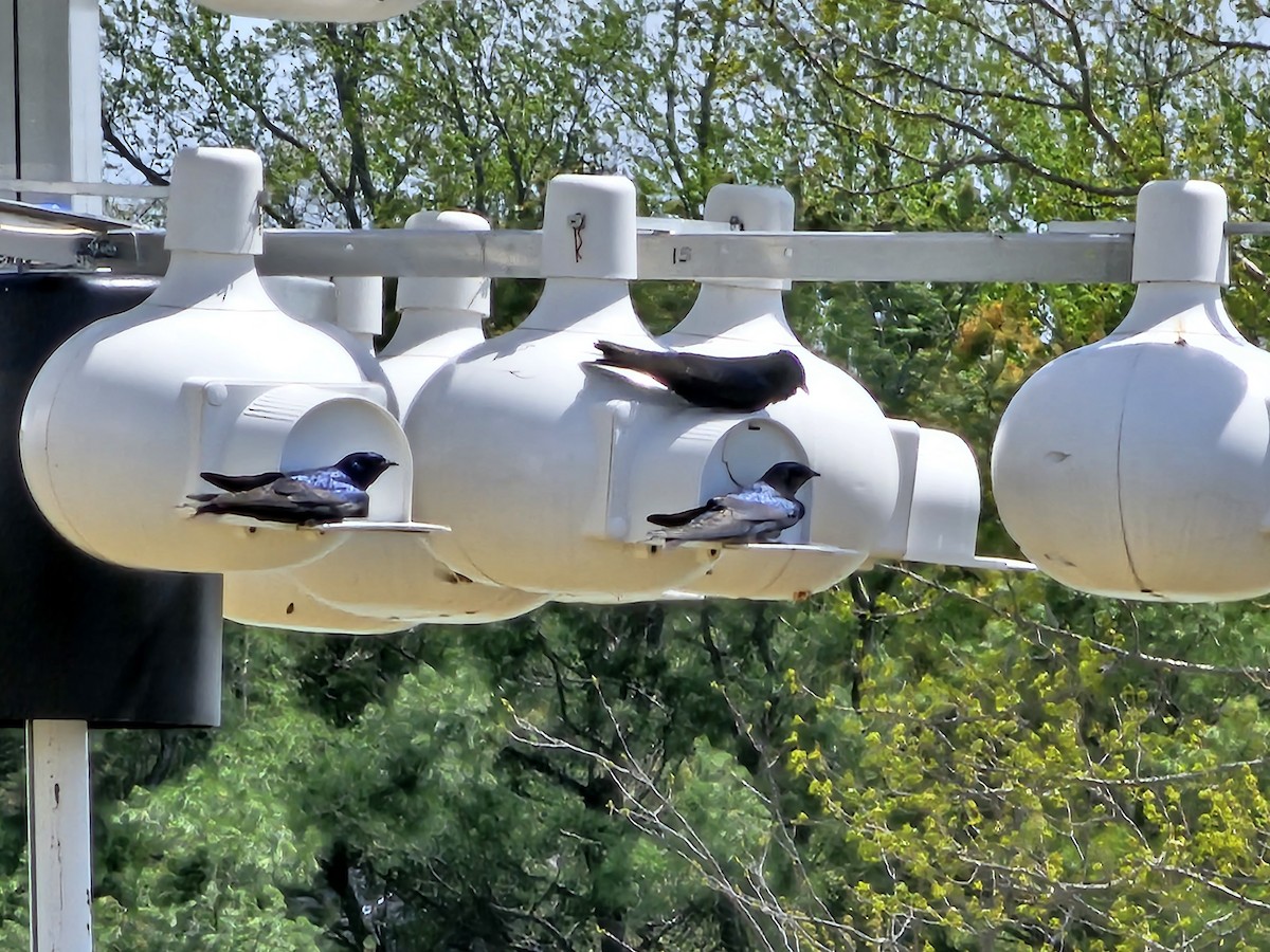 Purple Martin - ML559904241