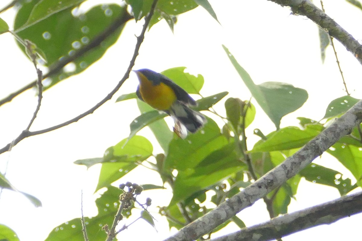 Tropical Parula - Peter Kaestner